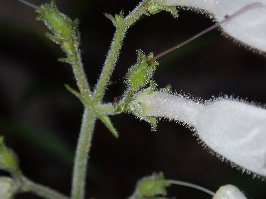 Stem
