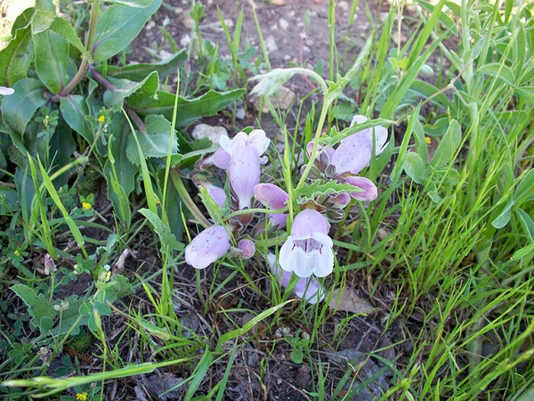 Form