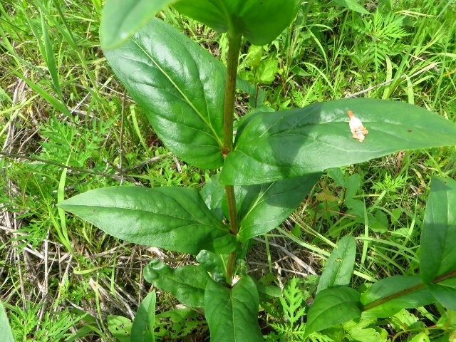 Leaves