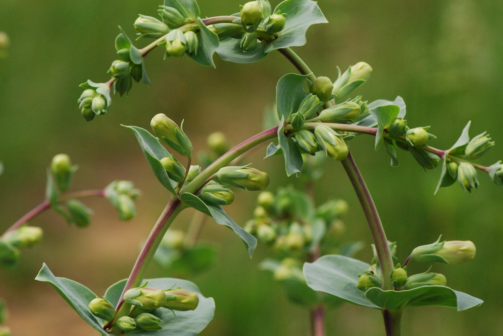 Stem and buds