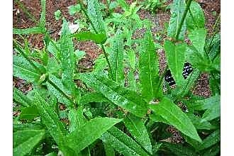 Leaves