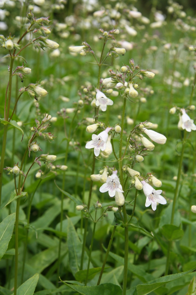Form