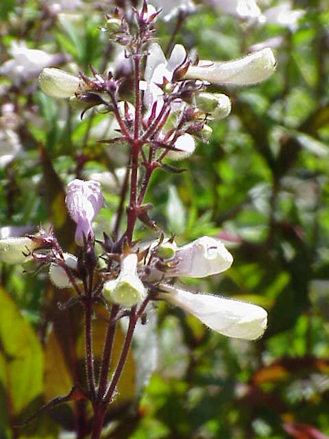 Form