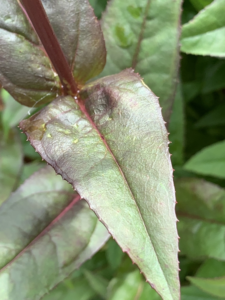 Close-up on upper stem leaf with small serrations & red midvein