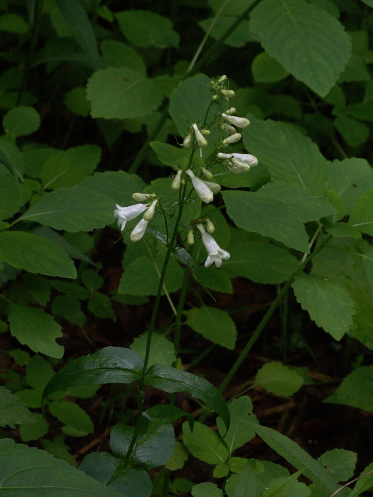 Form