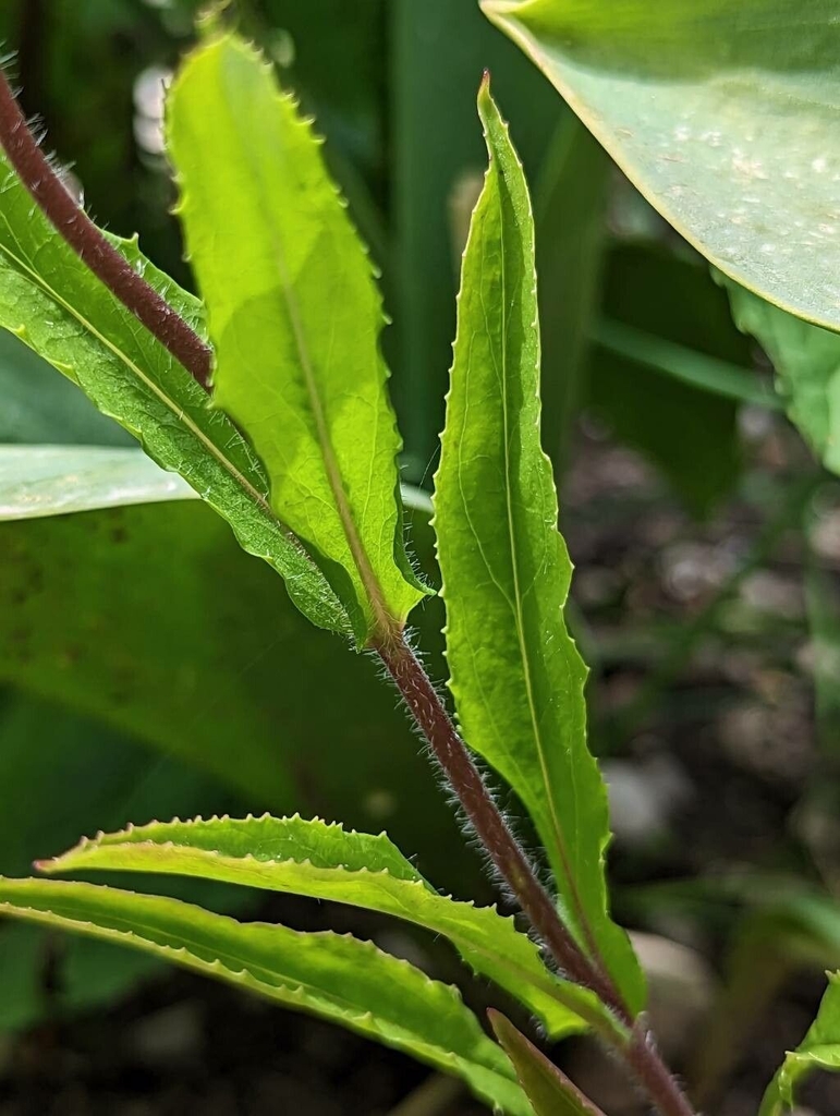 Leaves and stem