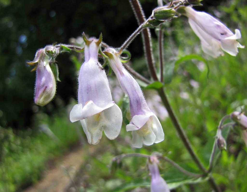 Flower detail
