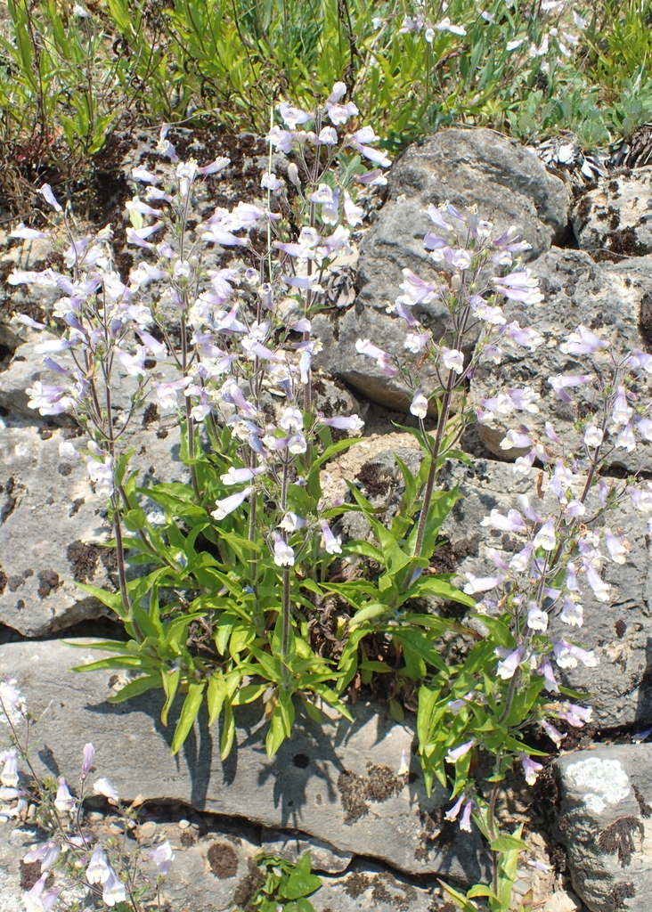 Form
