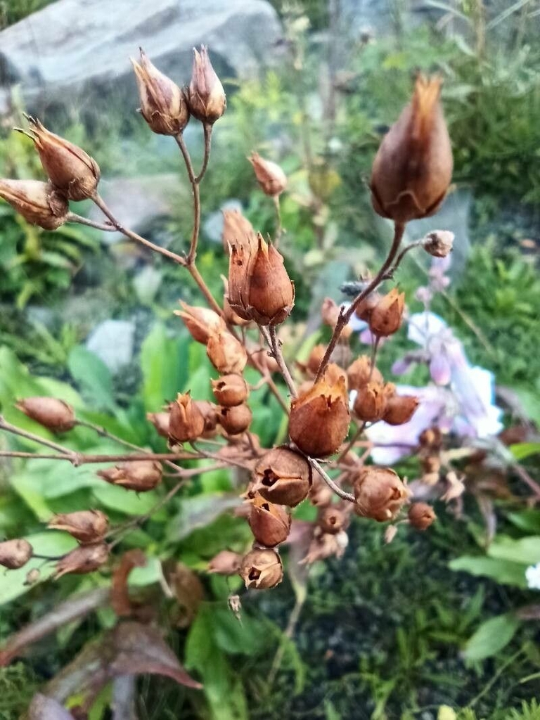 Fruits