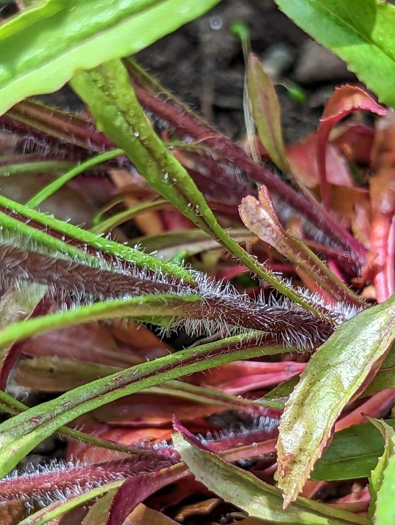 Hairy stems