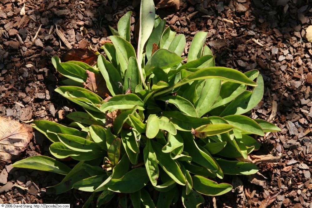 Basal leaves