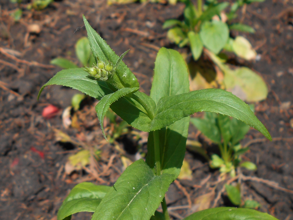 Stem leaves and buds