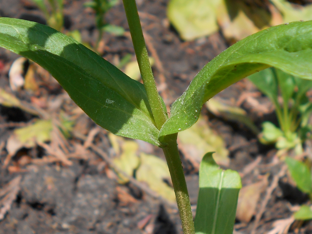 Stem