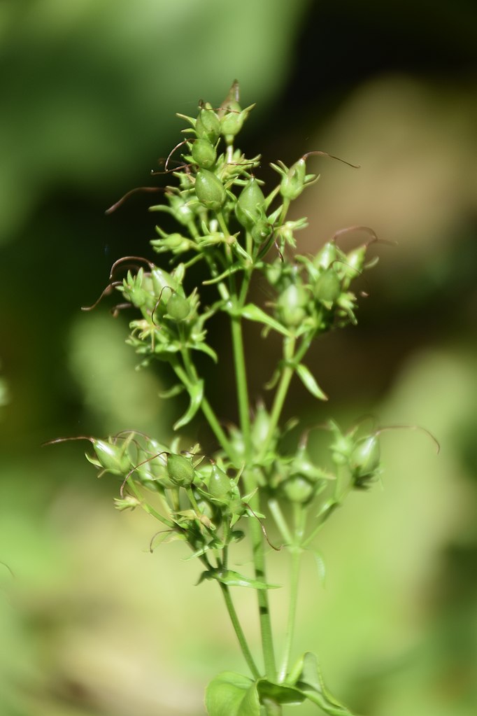 Fruit