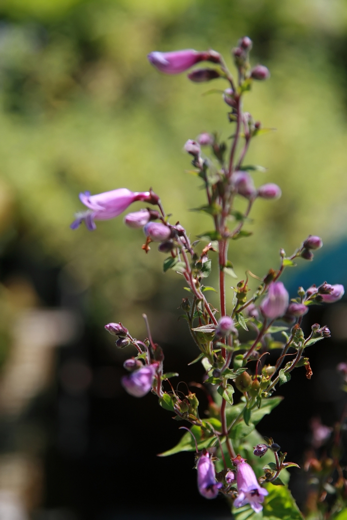 Stem and Flower