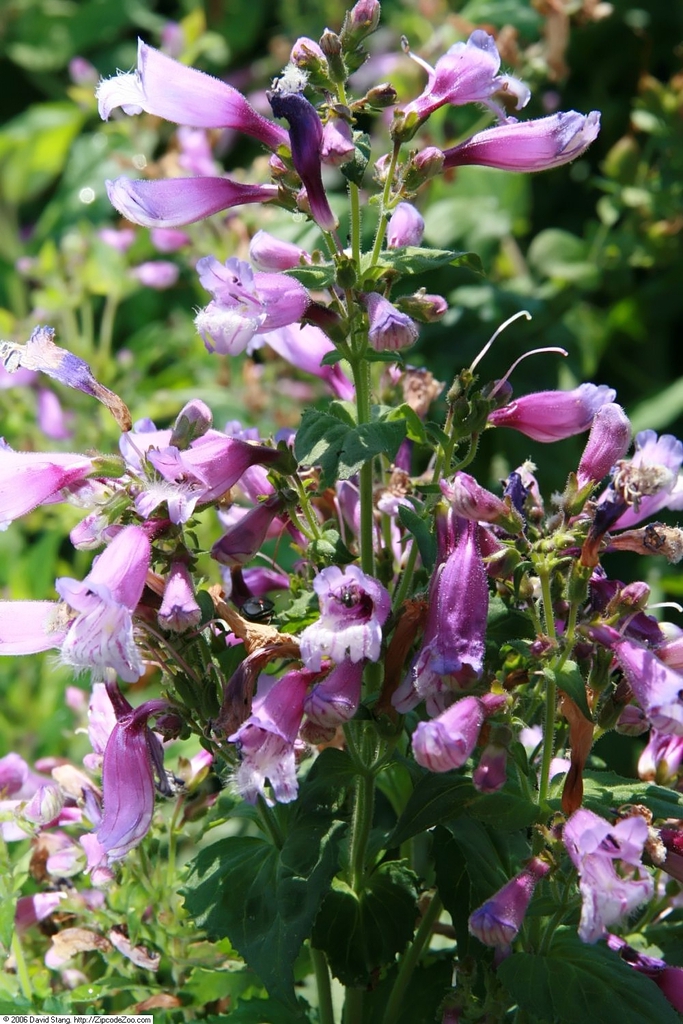 Stem and Flower