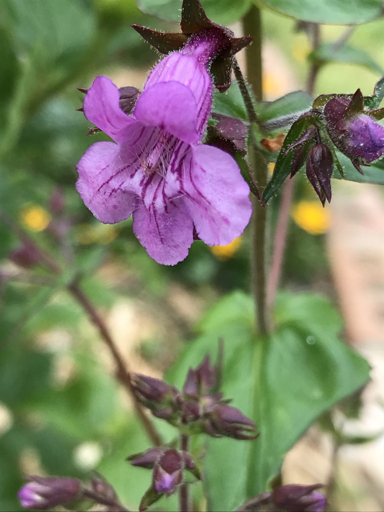 Close up of flower