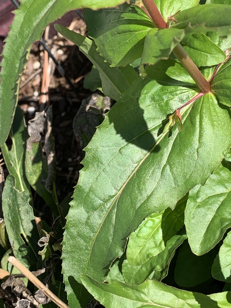 Leaf close-up- Oct. in Brunswick Co.