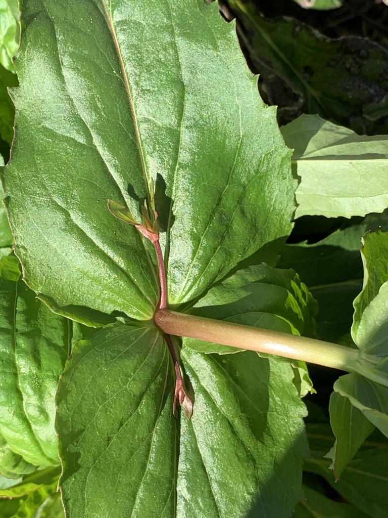 Reddish stem- Oct. in Brunswick Co.