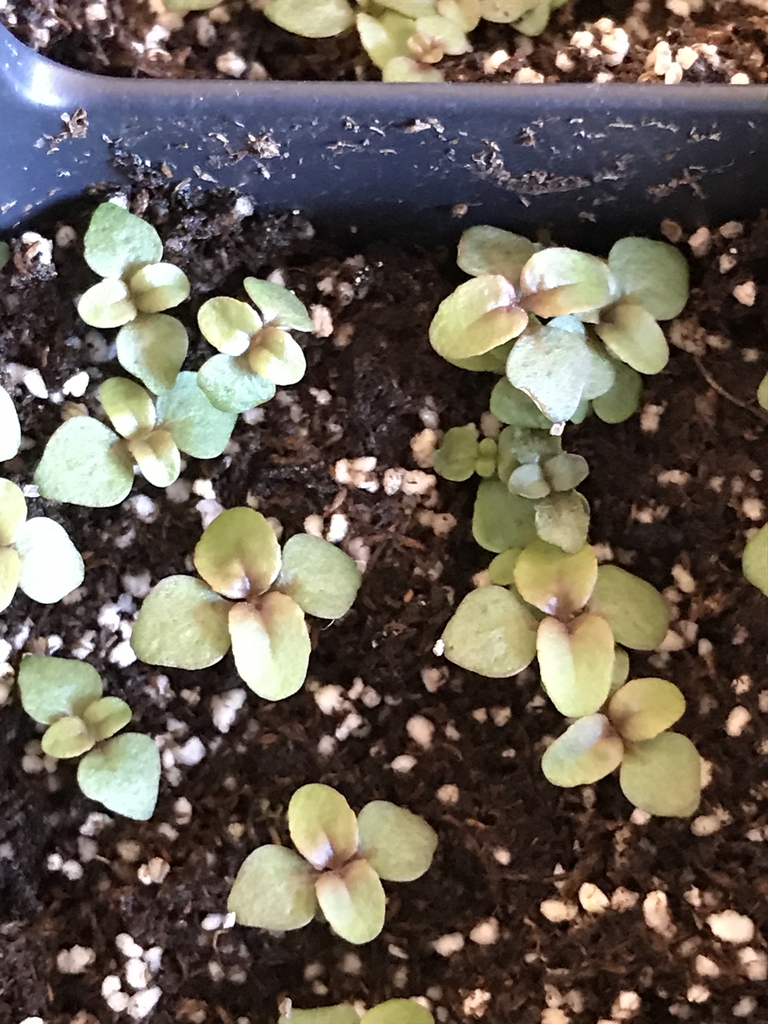 seedlings