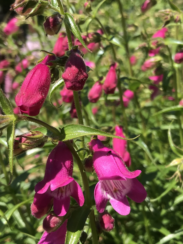 Flowers and buds