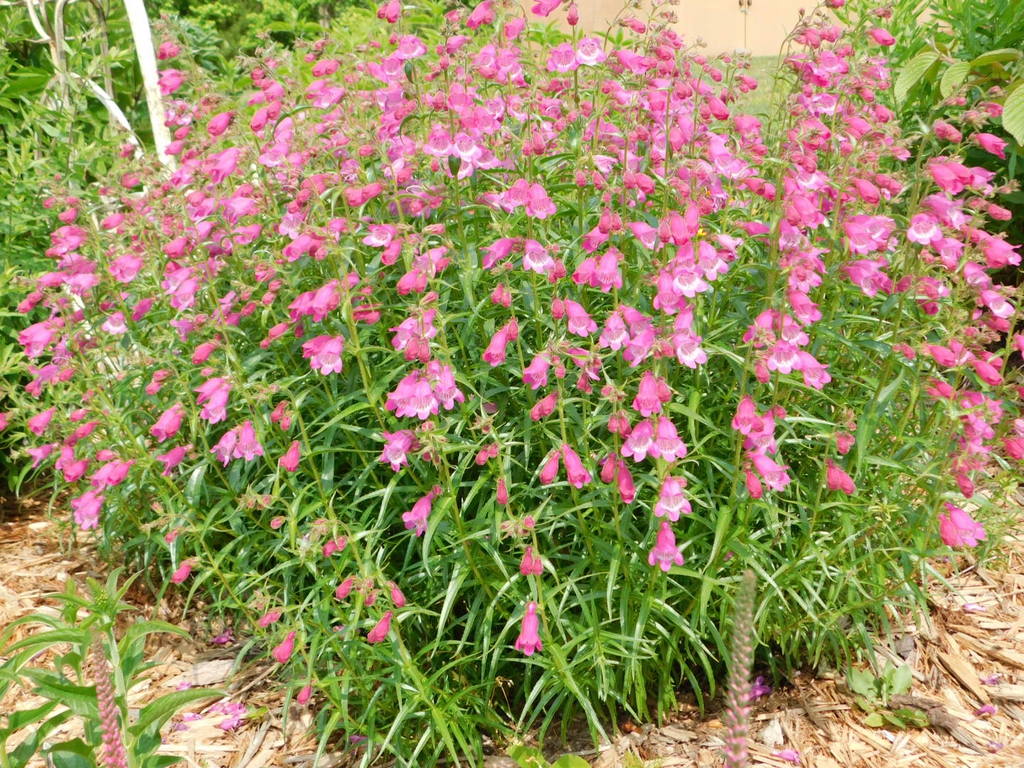 Spring form in bloom