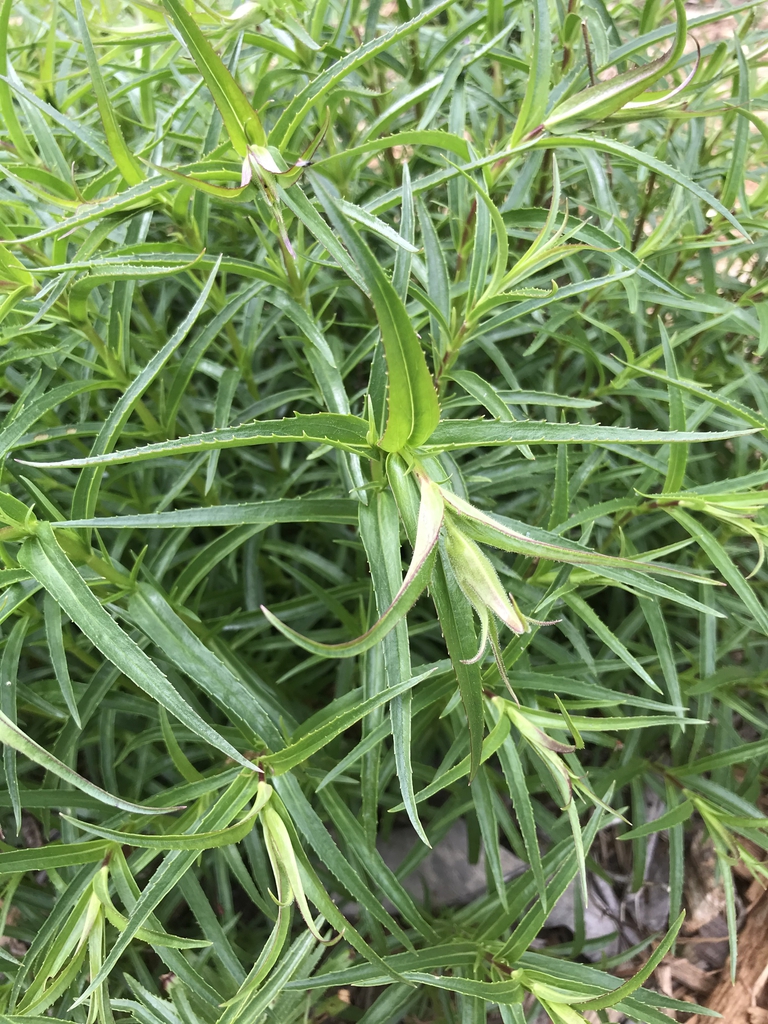Spring leaves