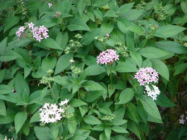 Pentas lanceolata