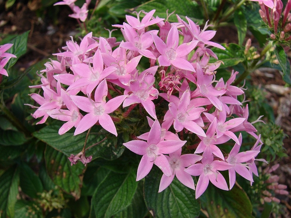 Pentas lanceolata