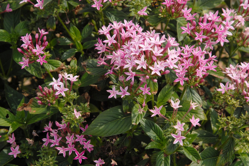 Pentas lanceolata