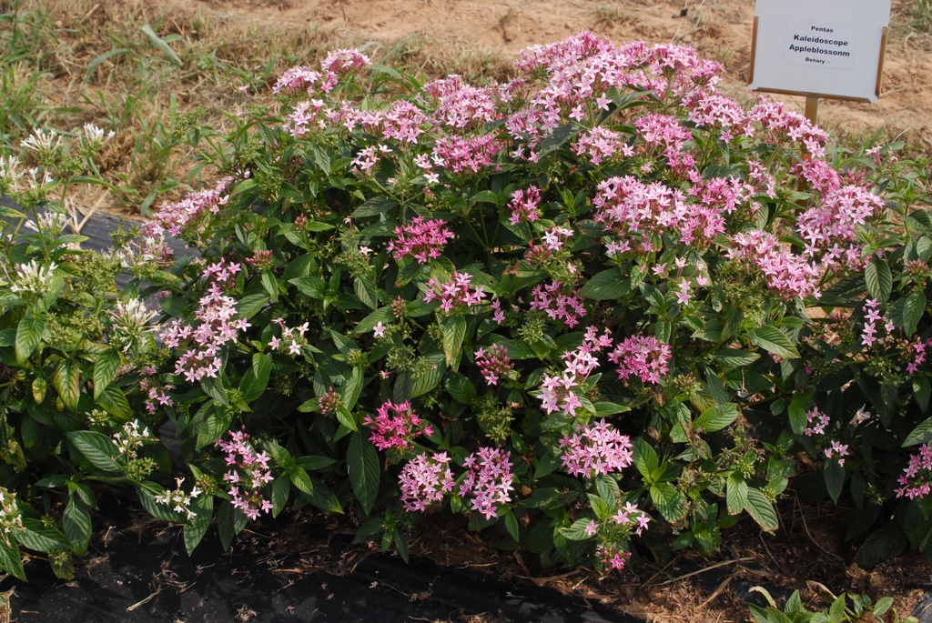Pentas lanceolata