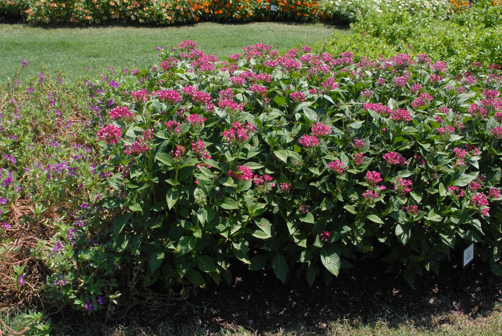Pentas lanceolata
