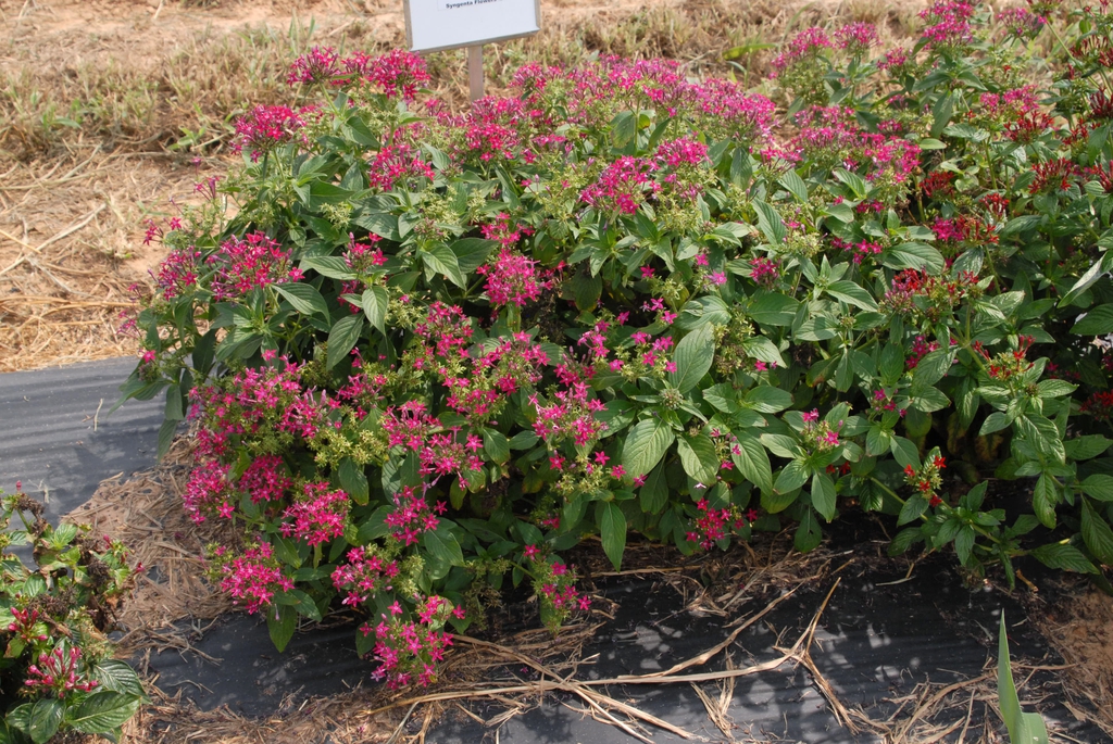 Pentas lanceolata