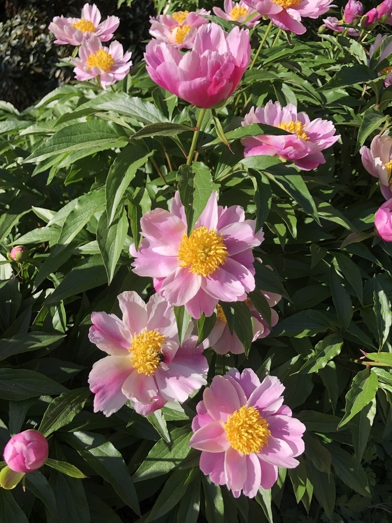 Pink semi-double flowers with large balls of stamens.