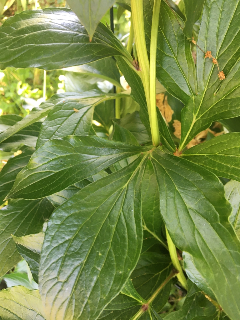 Stem showing deeply lobed and divided leaves.