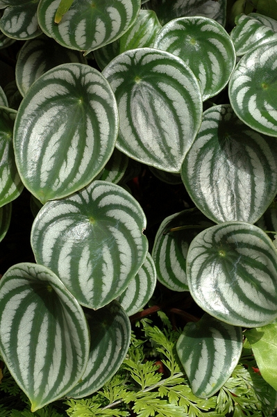 Leaves