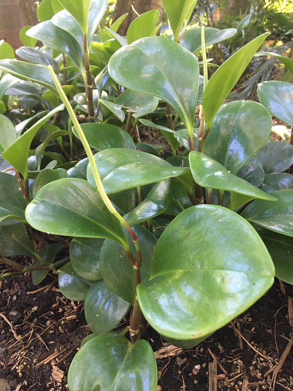 Shiny, rubbery leaves and upright spikes of minute flowers.