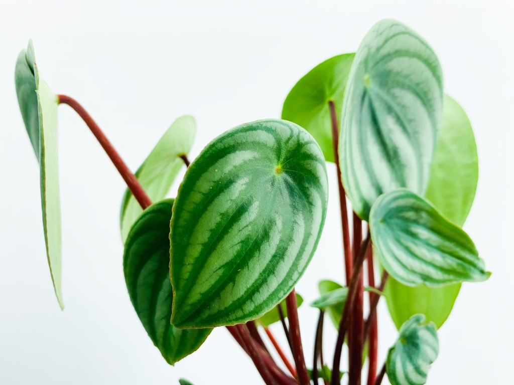 Stem and Leaves