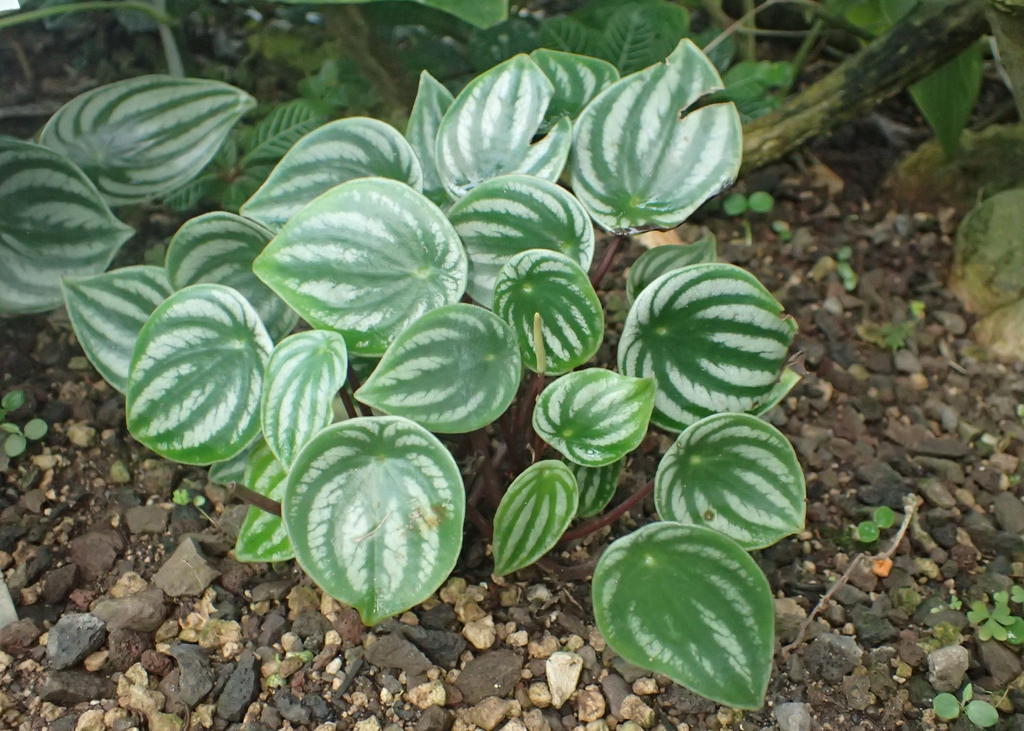 Form