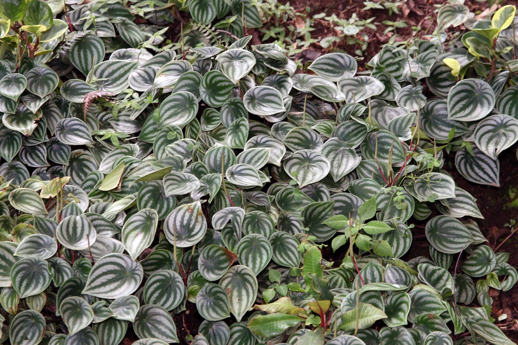 Leaves