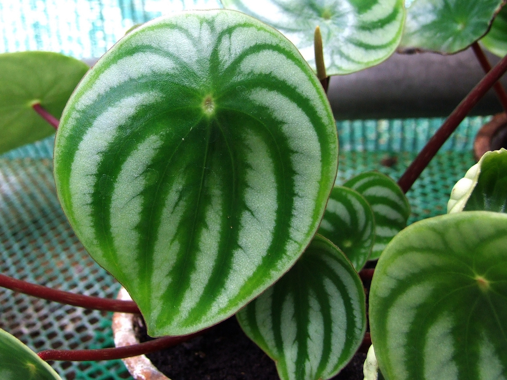 Form