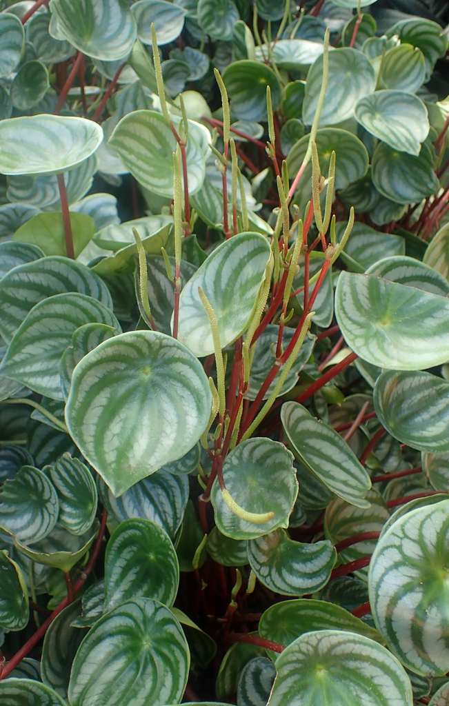Stem and Leaves