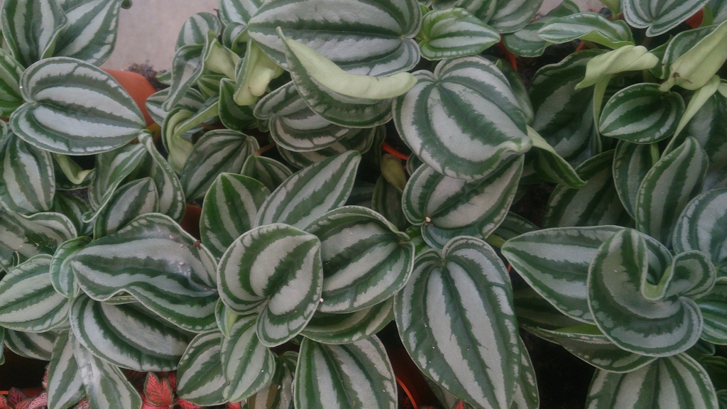Form