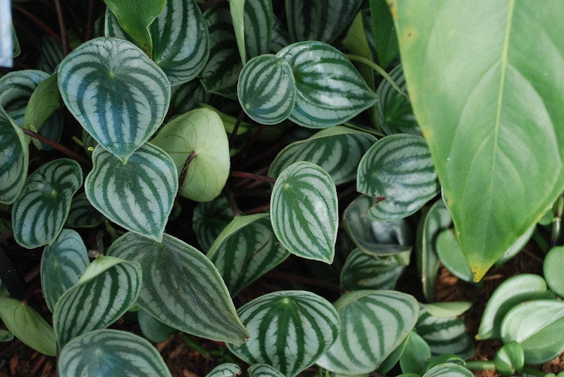 Foliage of rounded leaves with silver stripes.