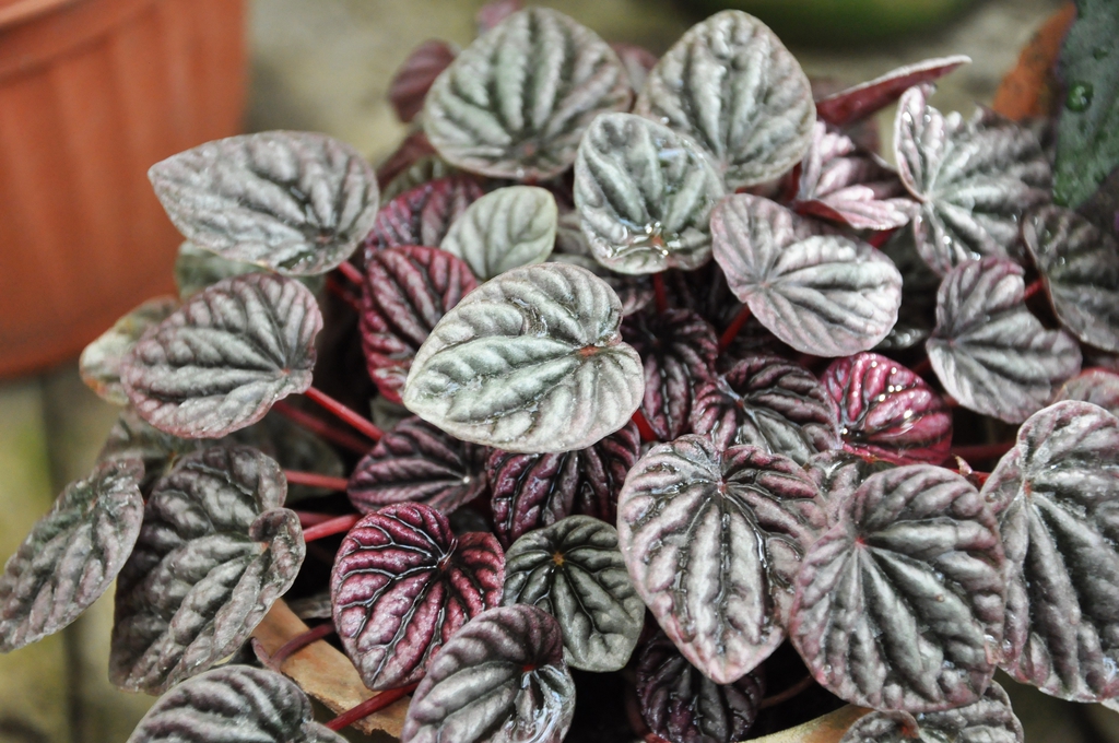 Leaves