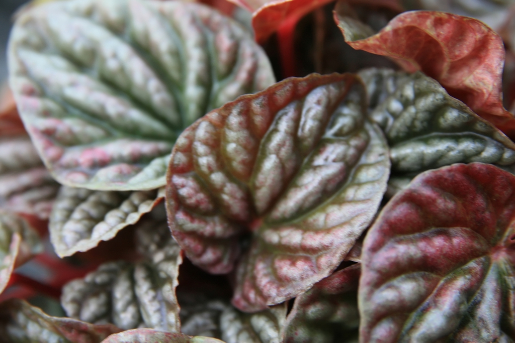 Leaves