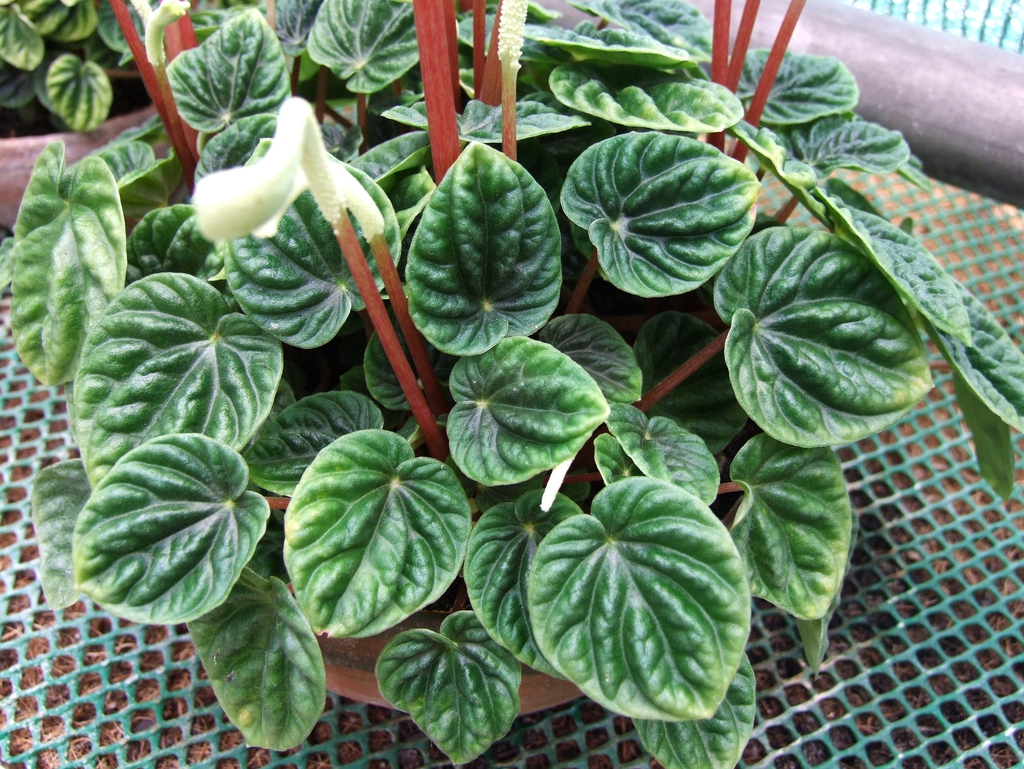 Leaves