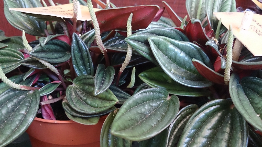 Form