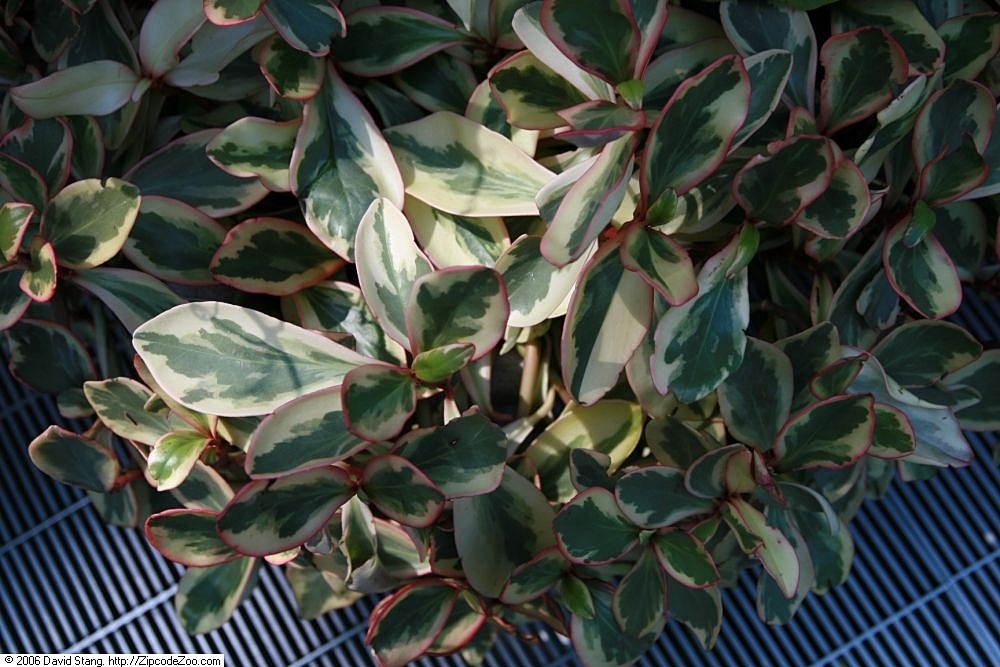 Leaves