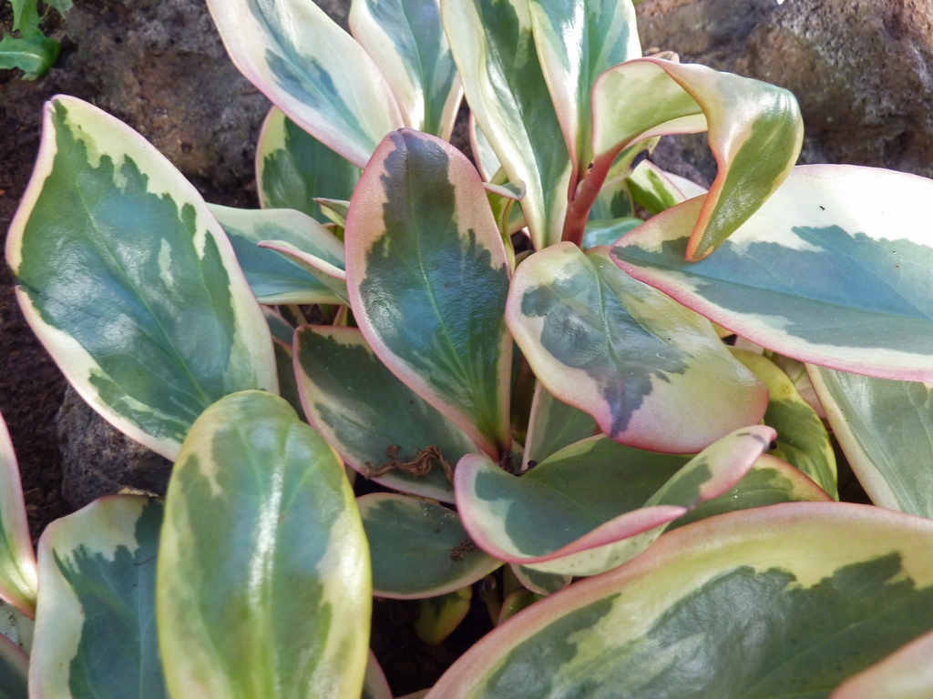 Leaves